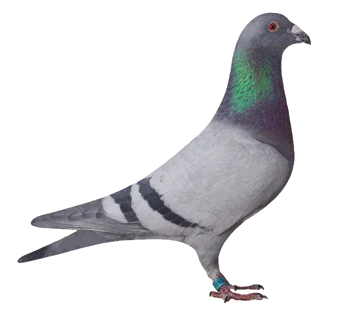 02931 versenygalamb