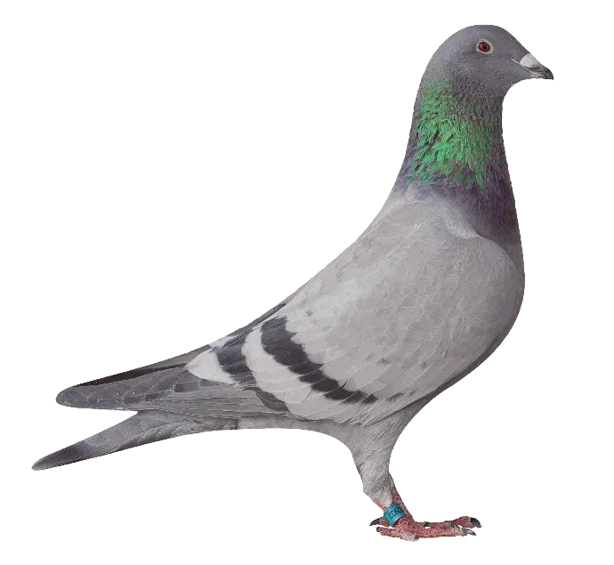02933 versenygalamb