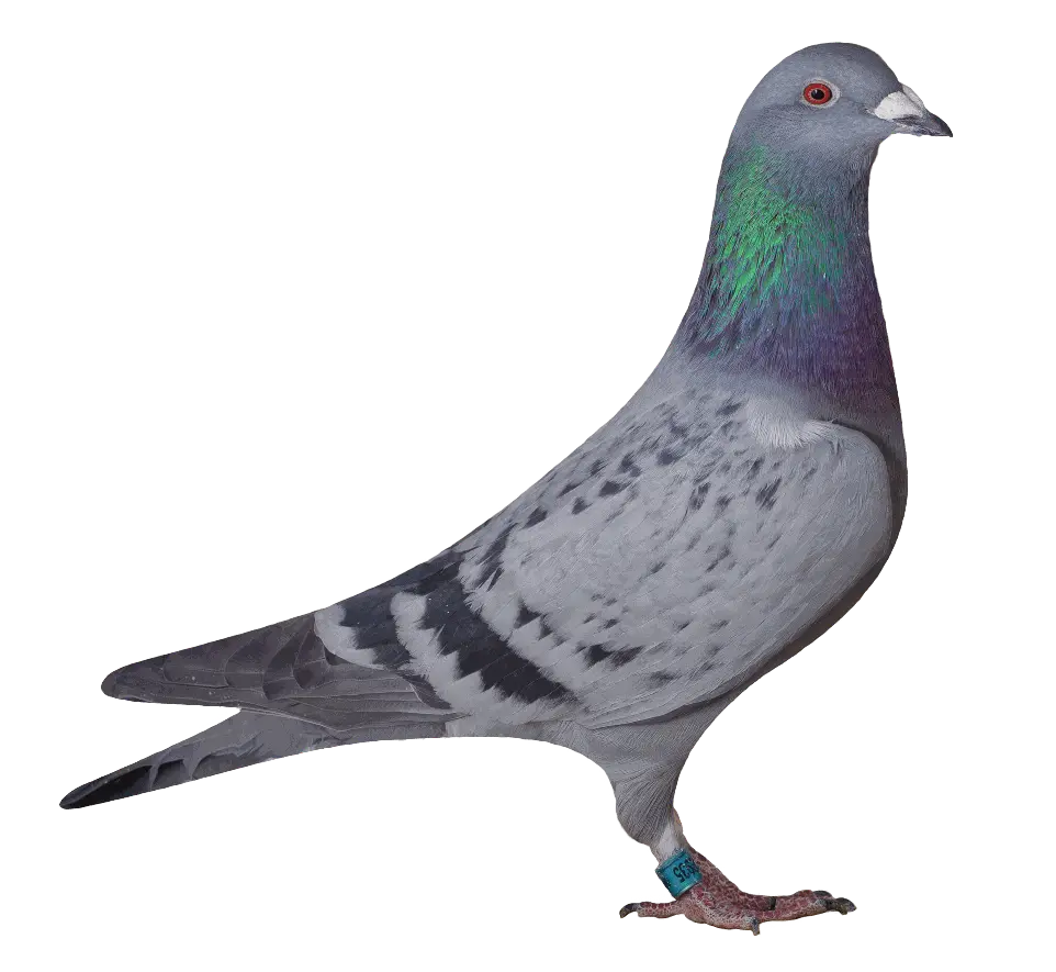 02935 versenygalamb