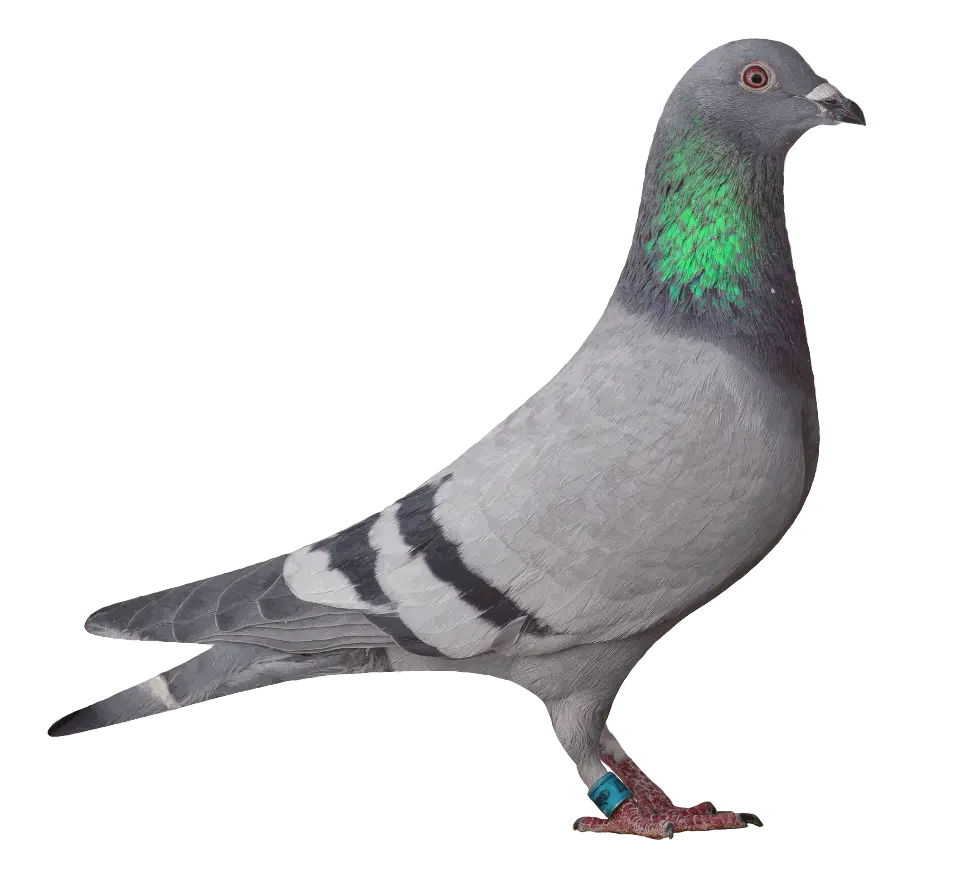 02937 versenygalamb