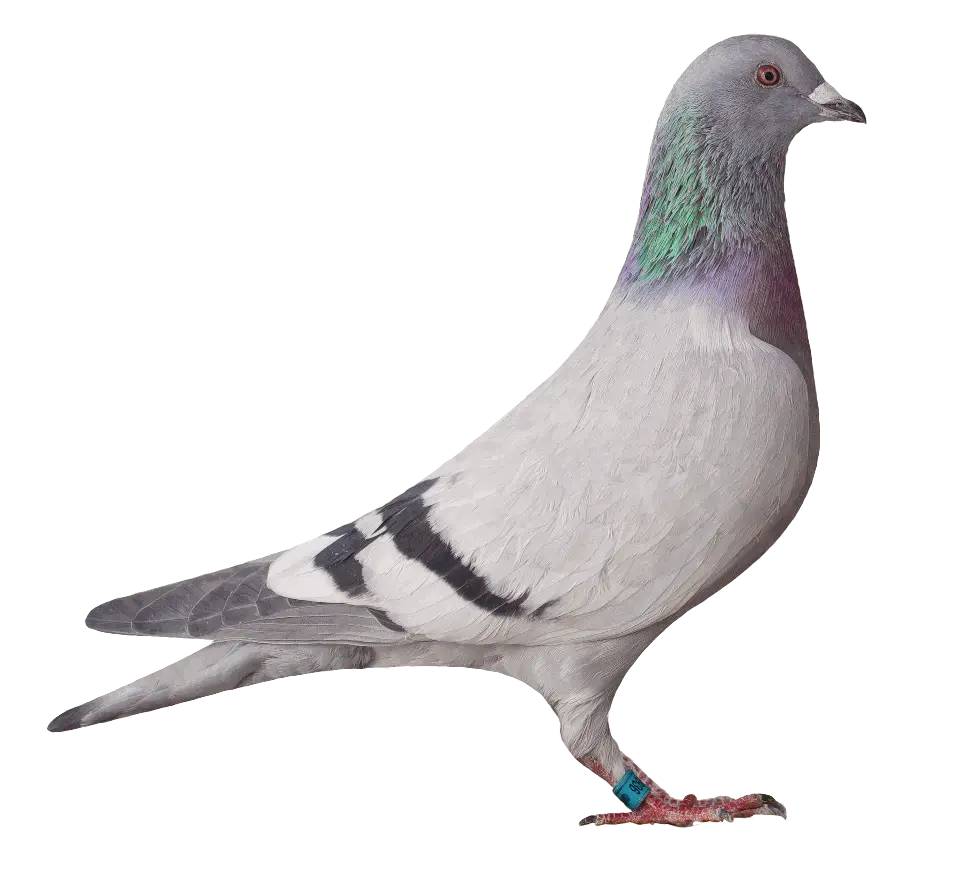 02936 versenygalamb