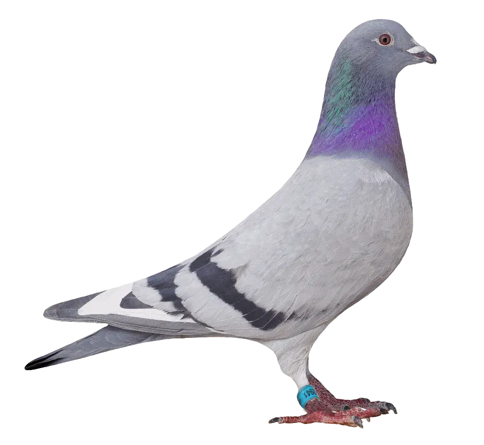 02941