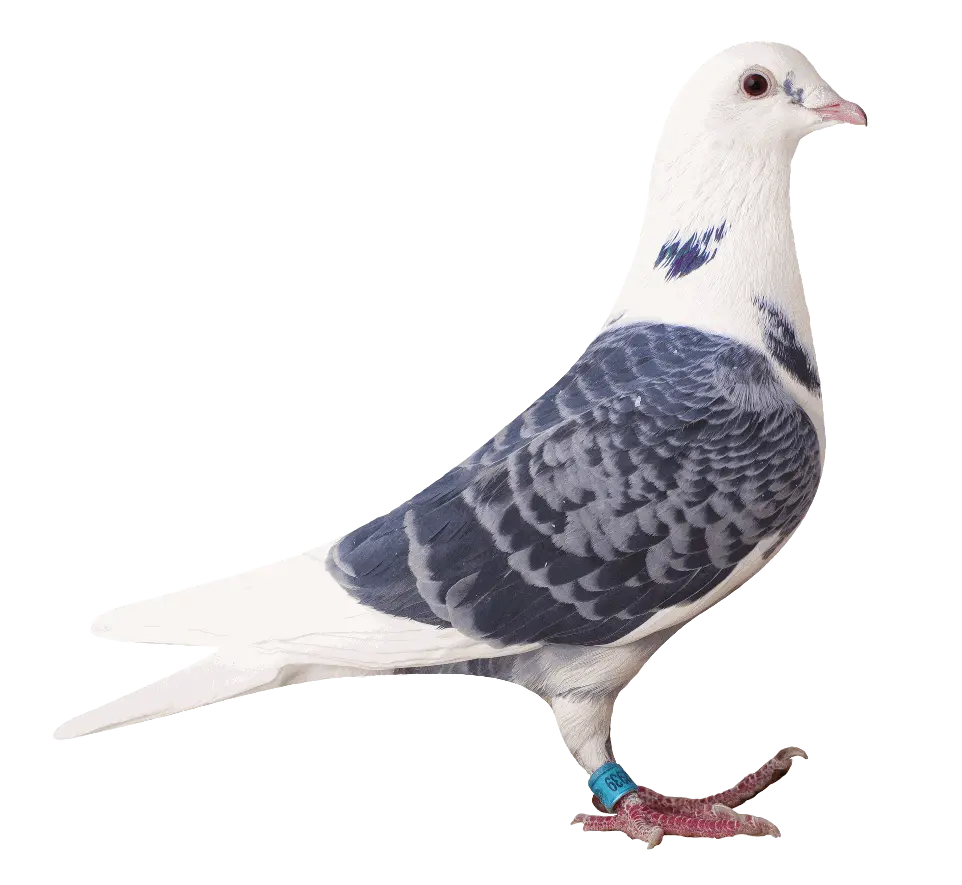 02939 versenygalamb