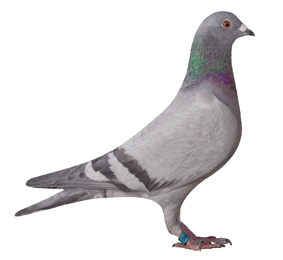 02942 versenygalamb