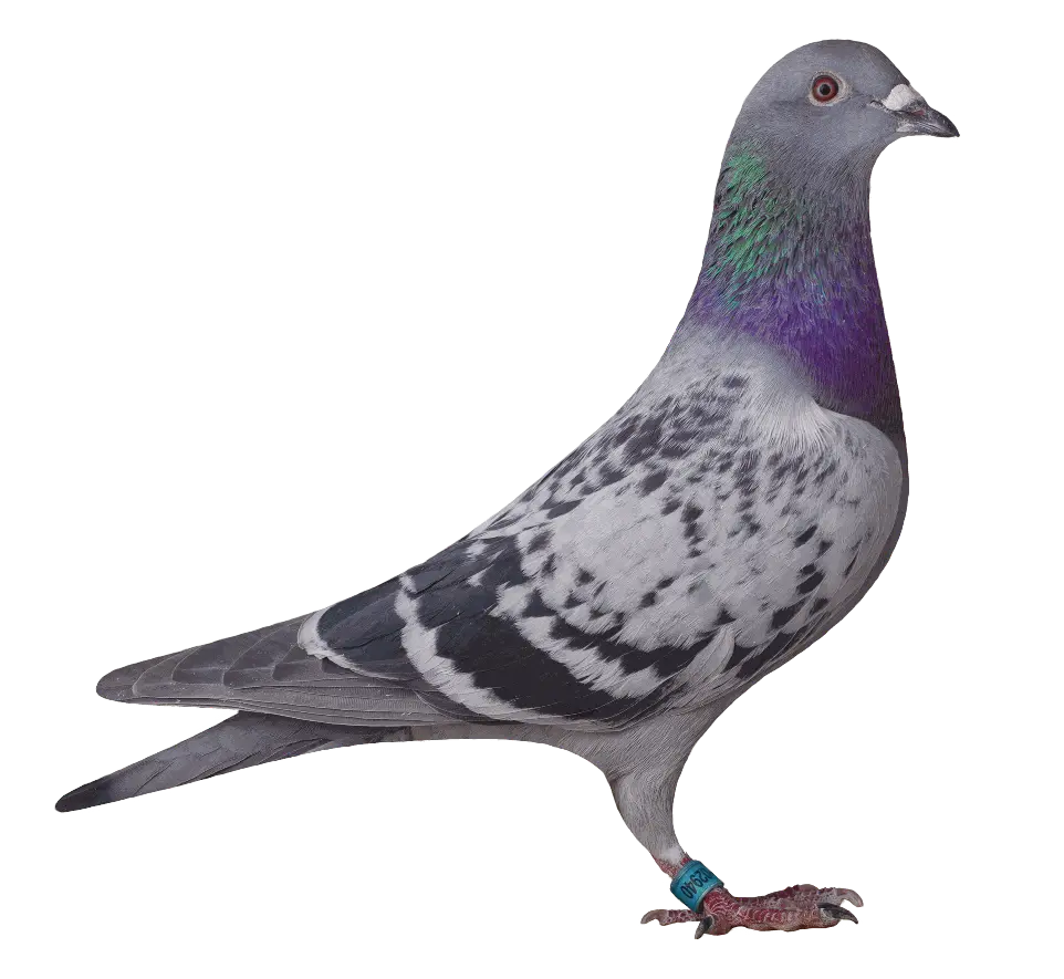 02940 versenygalamb