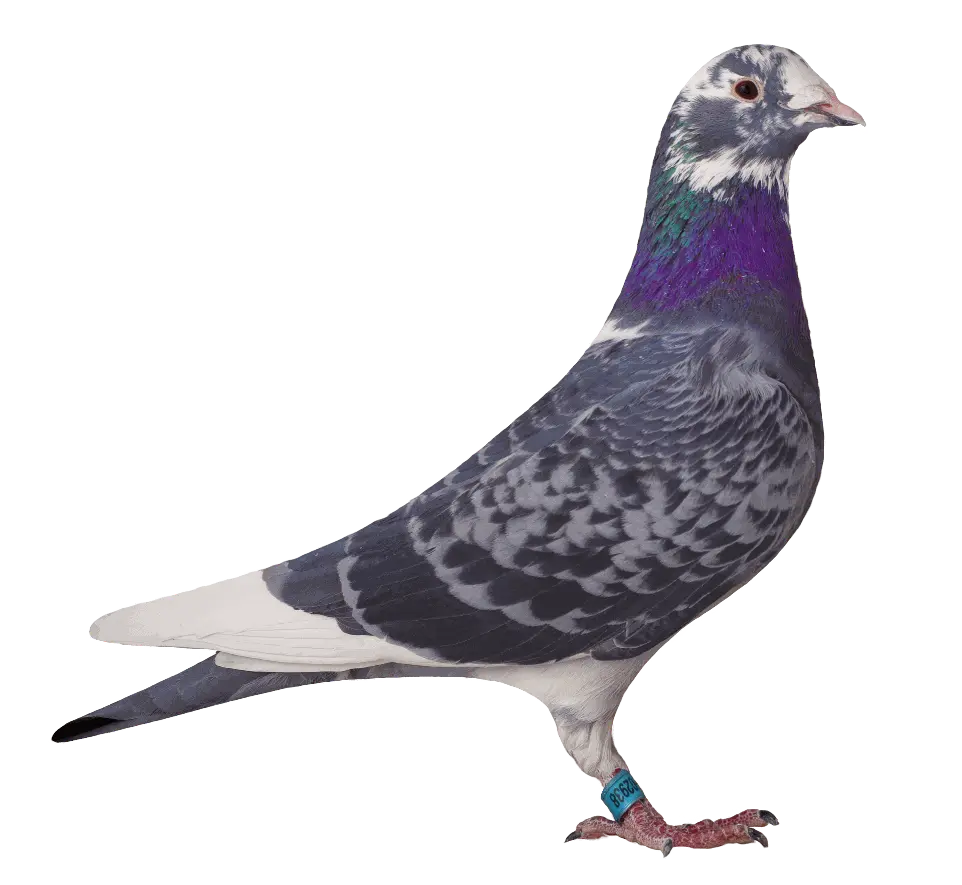 02938 versenygalamb