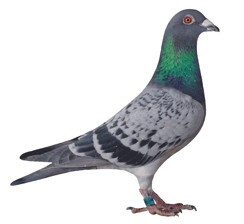 02949 versenygalamb