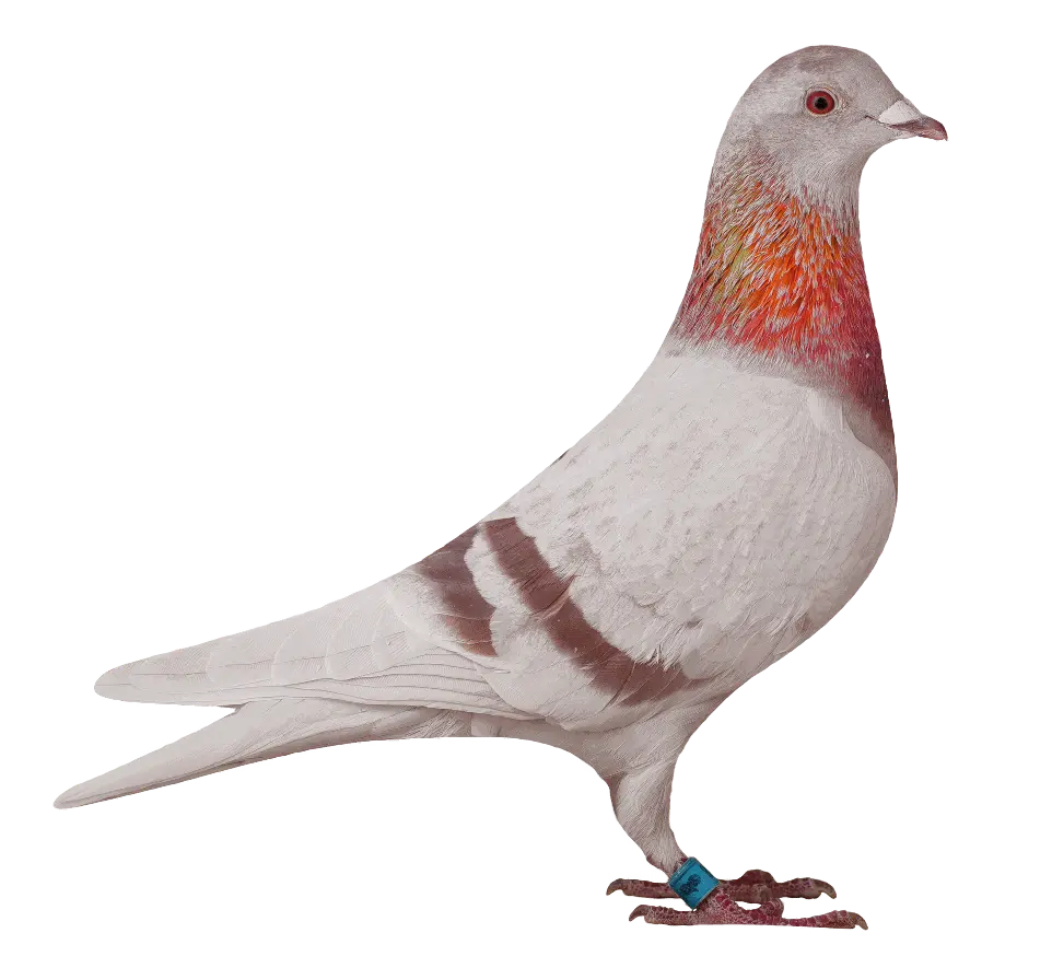 02948 versenygalamb