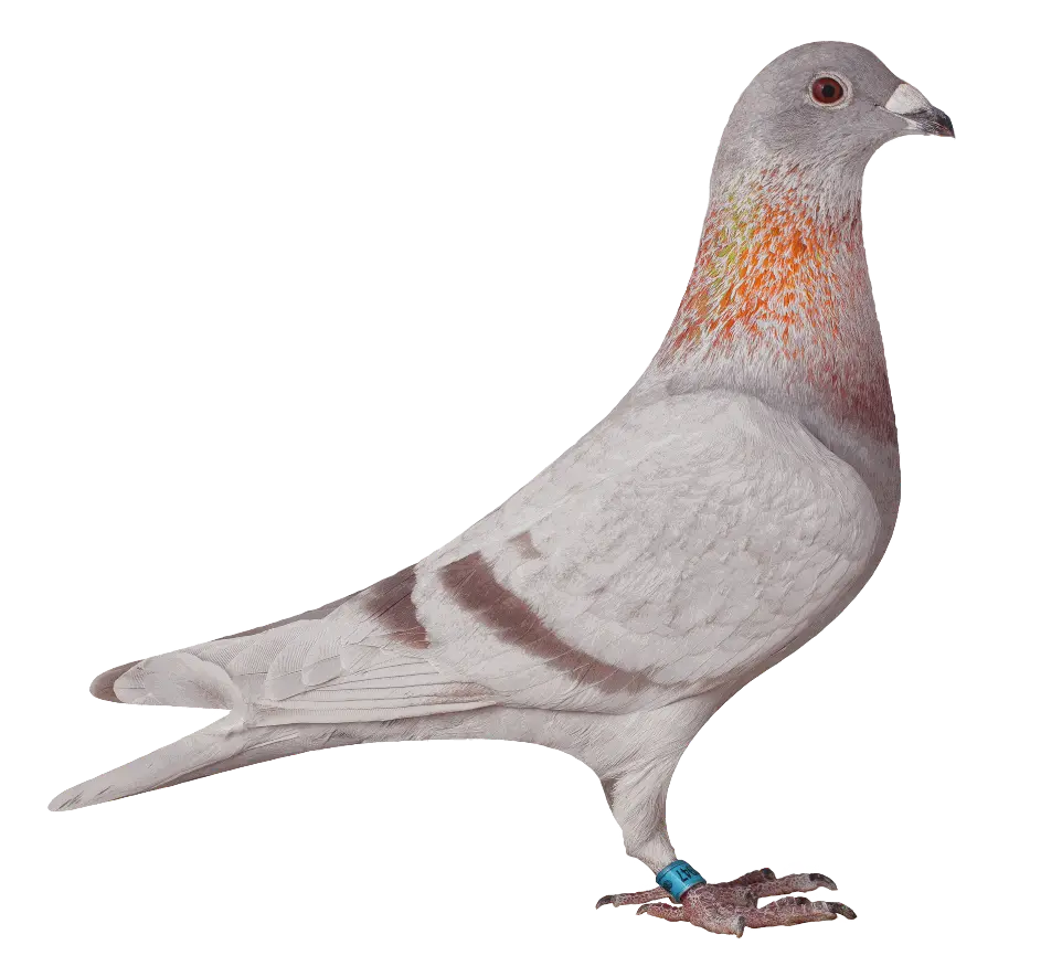 02947 versenygalamb