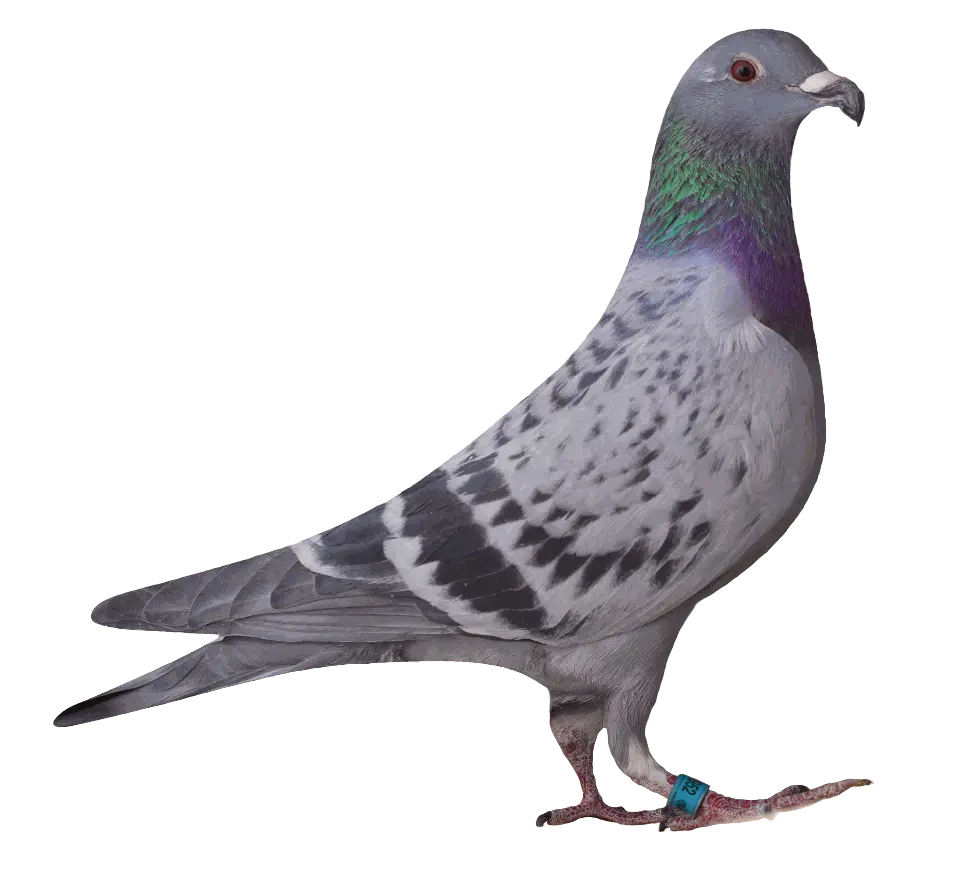 02952
