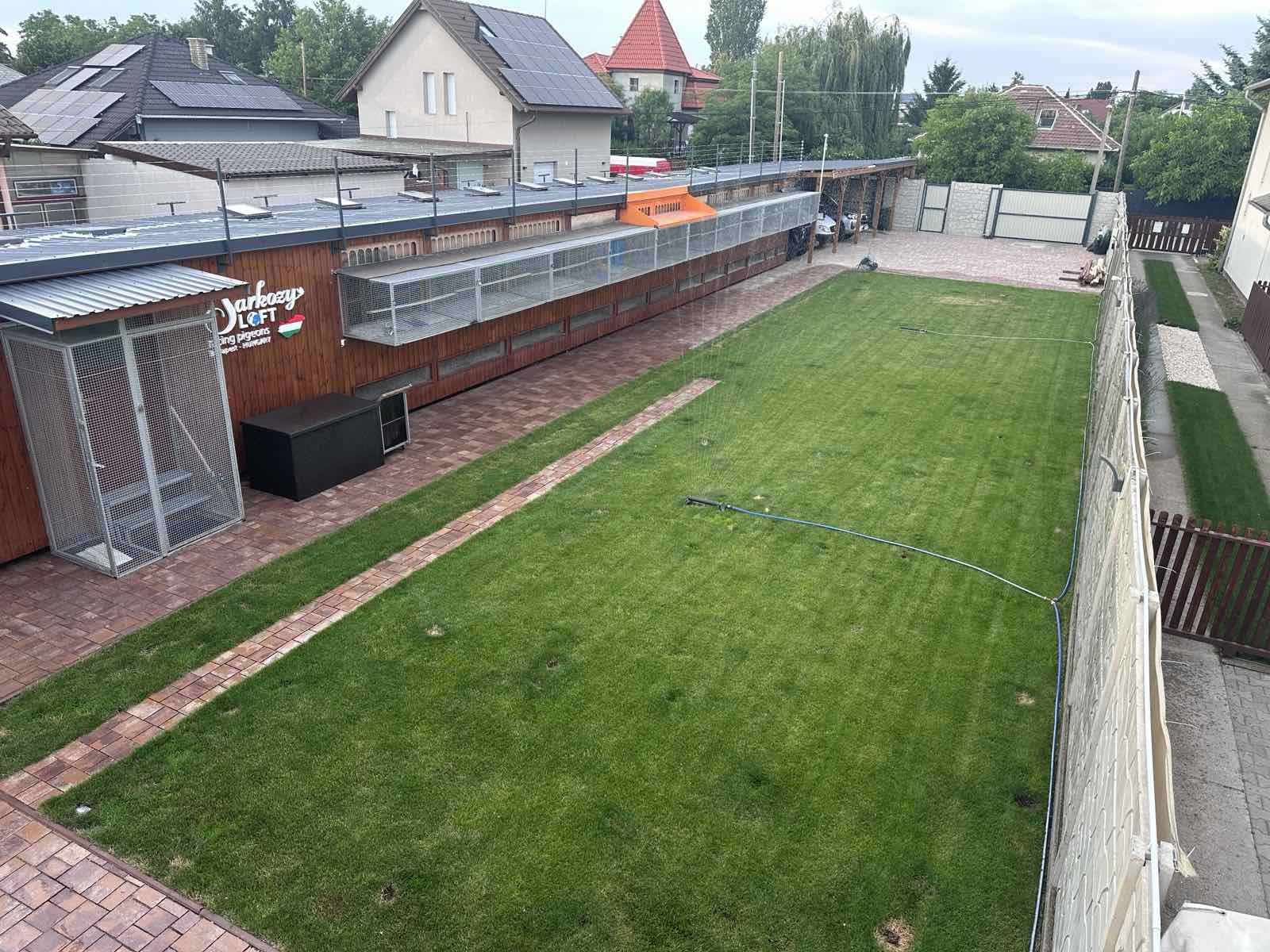 Versenygalamb